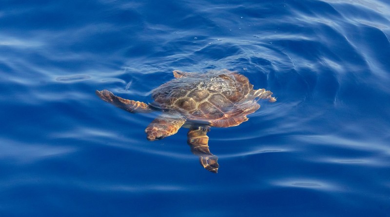 03z6-sea_turtle_water_surface-tartaruga-marina-napoli-natgeo
