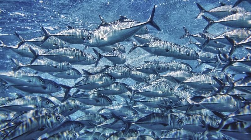 wall of tuna