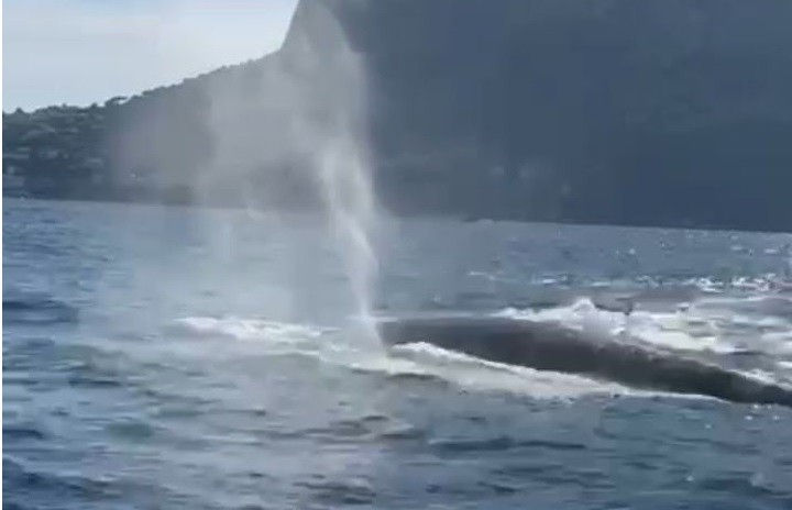 Meraviglioso avvistamento nel Golfo di Napoli con un gruppo di Balenottere comuni
