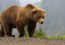 Morte dell’orso Juan Carrito è tragedia annunciata