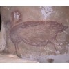 Il cinghiale in ocra rossa scoperto a Sulawesi. Foto Griffith University